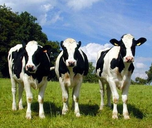 2016������ţ�a(ch��n)�I(y��)���[��